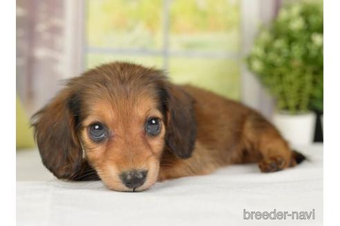 成約済の神奈川県のミニチュアダックスフンド(ロングヘアード)-236315の3枚目